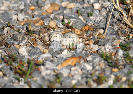 Petit Gravelot (Charadrius dubius), nid avec des oeufs, bien camouflée sur une banque de gravier, Apetlon, le lac de Neusiedl, le Burgenland Banque D'Images