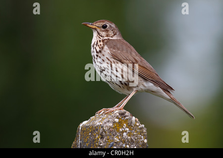 Grive musicienne (Turdus philomelos), perché sur colonne en pierre, le lac de Neusiedl, Burgenland, Autriche, Europe Banque D'Images