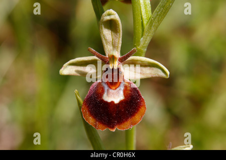 Un hybride d'Orchidée araignée et d'un bourdon Orchid (Ophrys sphegodes Ophrys holoserica x), fleur, Koppelstein Nature Reserve Banque D'Images