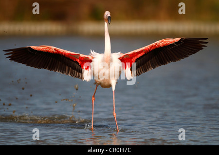 Flamant rose (Phoenicopterus ruber) l'atterrissage dans l'eau peu profonde, Camargue, France, Europe Banque D'Images