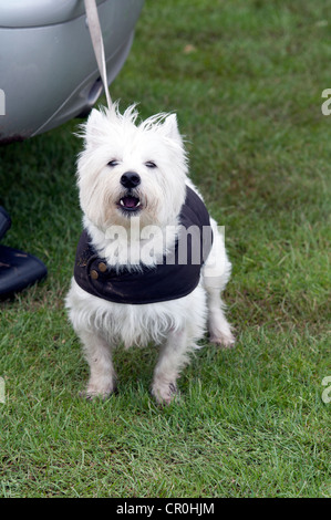 West Highland White Terrier ou Westie Banque D'Images
