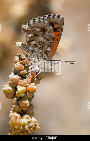 Papillon de la guerre des espèces du genre, Aloeides Knersvlakte, Western Cape, Afrique du Sud Namaqualand, Afrique, Banque D'Images