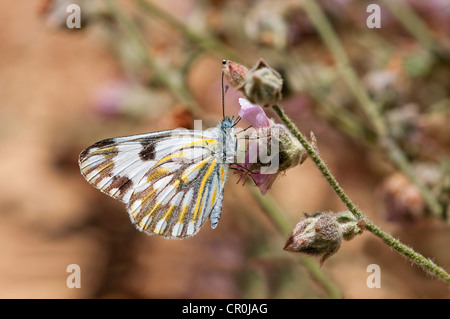 Espèces de papillons d'Afrique du Sud, la Prairie (blanc), Pontia helice Hantam Jardin Botanique National, le Namaqualand, Afrique du Sud , Banque D'Images