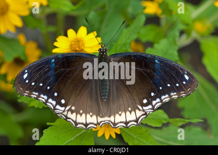 Grand Gold music, blue moon (papillons Hypolimnas bolina), femme, Phuket, Thaïlande, Asie du Sud, Asie Banque D'Images