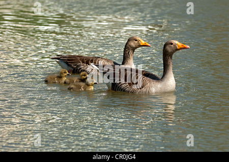 Oies cendrées (Anser anser), paire avec les poussins, Camargue, France, Europe Banque D'Images