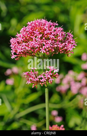 La valériane rouge (Centranthus ruber), Europe Banque D'Images
