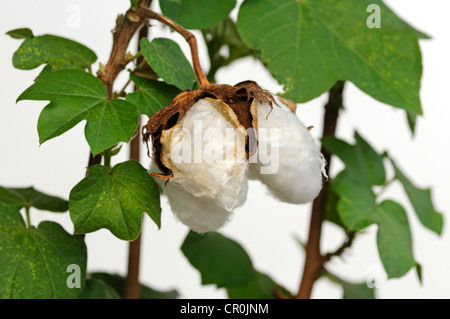 Les capsules de fruit mûr le plant de coton (Gossypium herbaceum) Banque D'Images