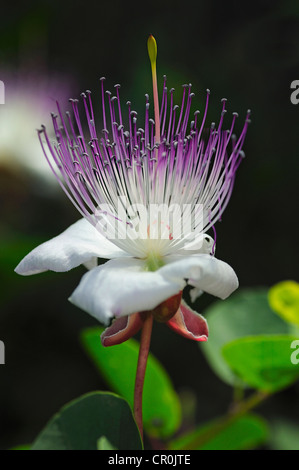 Caper bush (Capparis spinosa), fleur, Europe Banque D'Images