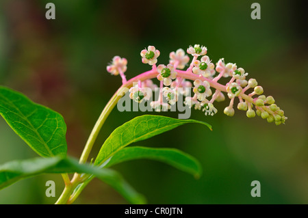 Du phytolaque (pokeweed) Américains (Phytolacca americana), inflorescense, Banque D'Images