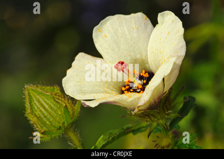 Fleur-de-heure (Hibiscus trionum), Europe Banque D'Images