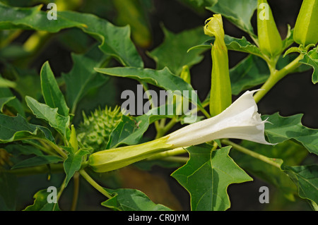 Thorn commune Apple, stramoine (Datura stramonium), la floraison, l'Europe Banque D'Images