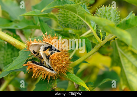 Thorn commune Apple, stramoine (Datura stramonium), gousse, Europe Banque D'Images
