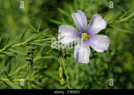 Lin (Linum austriacum autrichienne), Méditerranée Banque D'Images