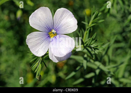 Lin (Linum austriacum autrichienne), Méditerranée Banque D'Images