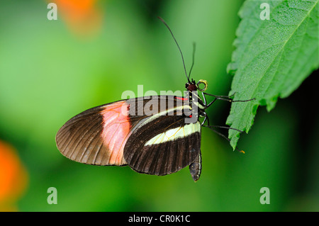 Postman Butterfly (Heliconius melpomene), Papillon tropical, l'Amérique du Sud Banque D'Images
