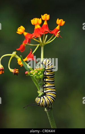 Caterpillar d'un monarque (Danaus plexippus), les boutons de l'asclépiade tubéreuse mexicaine (Asclepias curassavica) Banque D'Images