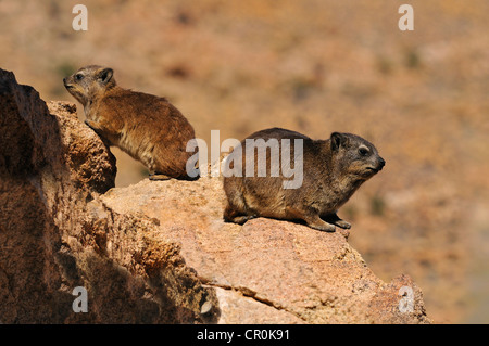 Hyrax Rock Hyrax ou du Cap (Procavia capensis), mère et son petit, Goegap Nature Reserve, le Namaqualand, Afrique du Sud, l'Afrique Banque D'Images