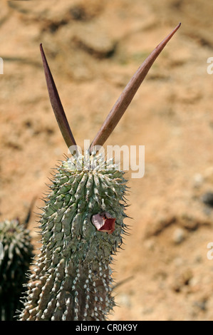 L'Hoodia pilifera avec fleurs et de capsules de graines, pépinière succulentes Vanrhynsdorp, Western Cape, Afrique du Sud, l'Afrique Banque D'Images