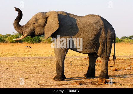 Young African Bush Elephant (Loxodonta africana) trompette avec un tronc, Savuti National Park, Botswana, Africa Banque D'Images