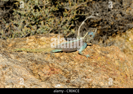 Le rock sudiste ou Agama Agama agama (Knobel's atra) knobeli, homme, Goegap Nature Reserve, le Namaqualand, Afrique du Sud, l'Afrique Banque D'Images