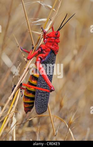 Sauterelle Asclépiade (Phymateus morbillosus), avec des couleurs éclatantes de manière frappante pour dissuader les ennemis, réserve naturelle, le Namaqualand Banque D'Images