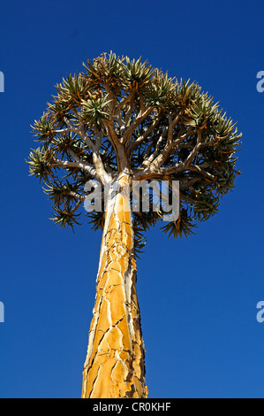 Quiver Tree solitaires ou Kokerboom (Aloe dichotoma), Goegap Nature Reserve, le Namaqualand, Afrique du Sud, l'Afrique Banque D'Images