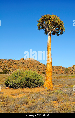 Quiver Tree solitaires ou Kokerboom (Aloe dichotoma), Goegap Nature Reserve, le Namaqualand, Afrique du Sud, l'Afrique Banque D'Images