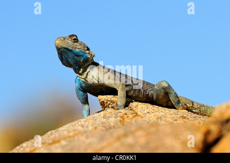 Le rock sudiste, l'Agama Agama agama Knobel (atra), homme, Goegap Nature Reserve, le Namaqualand, Afrique du Sud, l'Afrique Banque D'Images