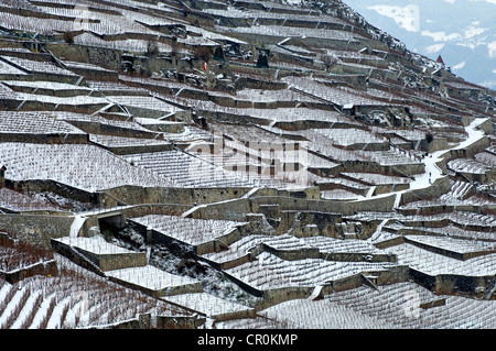Vignobles en terrasses en hiver, UNESCO World Heritage site, près de Rivaz Lavaux, dans le Canton de Vaud, Suisse, Europe Banque D'Images