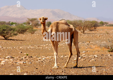 Semi-sauvages Dromadaire (Camelus dromedarius), dans son habitat naturel dans un semi-désert, Sultanat d'Oman, au Moyen-Orient Banque D'Images