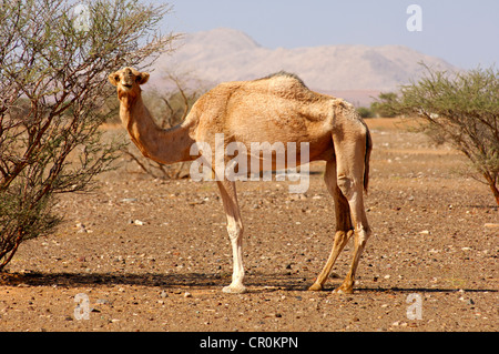 Semi-sauvages Dromadaire (Camelus dromedarius), dans son habitat naturel dans un semi-désert, Sultanat d'Oman, au Moyen-Orient Banque D'Images