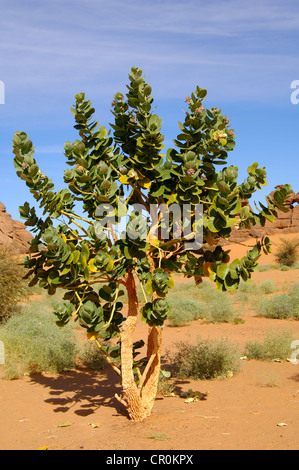 Inflorescence de l'apocyn ou pomme de Sodome (calotropis procera), le Sahara, la Libye, l'Afrique du Nord Banque D'Images