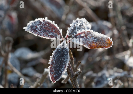 Troène (Ligustrum vulgare), les feuilles couvertes de givre, Untergroeningen, Bade-Wurtemberg, Allemagne, Europe Banque D'Images