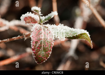 Troène (Ligustrum vulgare), les feuilles couvertes de givre, Untergroeningen, Bade-Wurtemberg, Allemagne, Europe Banque D'Images