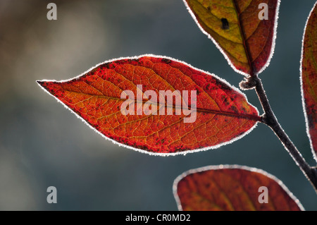 Chèvrefeuille (Lonicera xylosteum rouge), feuille avec une couverture de givre, Untergroeningen, Bade-Wurtemberg Banque D'Images