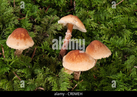 Dapperling châtaignier (castanea) Lepiota, Untergroeningen, Bade-Wurtemberg, Allemagne, Europe Banque D'Images
