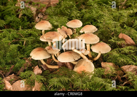 Woodlover (champignons branchies Smokey Hypholoma capnoides), Untergroeningen, Bade-Wurtemberg, Allemagne, Europe Banque D'Images