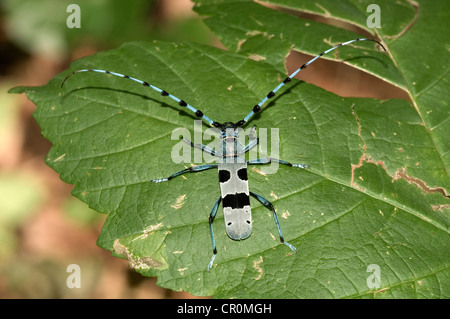 À col rond Longhorn (Rosalia alpina), homme, Huelben, Jura souabe, Bade-Wurtemberg, Allemagne, Europe Banque D'Images