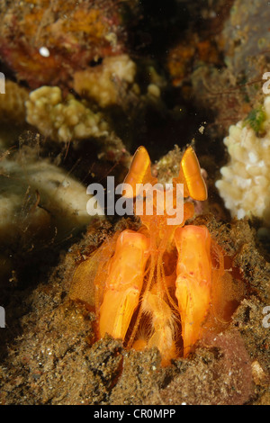 Spearing Mantis Shrimp Lysiosquillina sp., Bali, Indonésie Tulamben Roberto Nistri reef horizontale crusta Banque D'Images