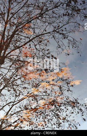 Les feuilles tombées dans une flaque d'eau de pluie avec la réflexion de branches d'arbre Banque D'Images