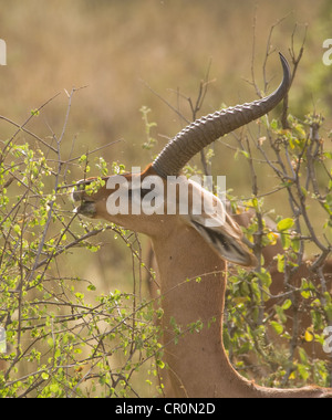 Homme gerenuk naviguant sur acacia Banque D'Images