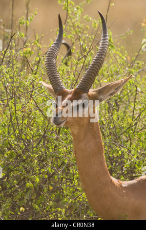 Homme gerenuk naviguant sur acacia Banque D'Images