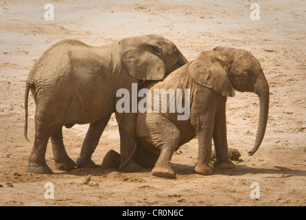 Deux jeunes éléphants jouant, l'un sur les genoux Banque D'Images