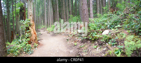 Panorama - sapin en forêt, sentier de randonnée avec Tiger Mountain, Pacific Northwest Banque D'Images