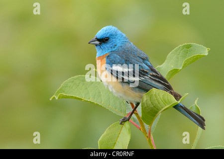 Passerin azuré mâle (Passerina amoena) perché sur une feuille, l'ouest du Montana Banque D'Images