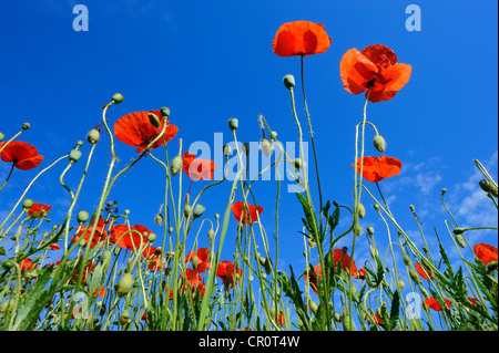 Coquelicot (Papaver rhoeas), champ de coquelicots près de Weilheim, Upper Bavaria, Bavaria, Germany, Europe Banque D'Images