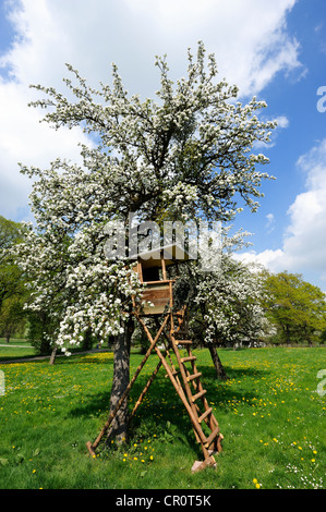 Deerstand sur un arbre fruitier en fleurs près de Hohenberg, Sindelfingen sur le Lac de Starnberg, Upper Bavaria, Bavaria, Germany, Europe Banque D'Images