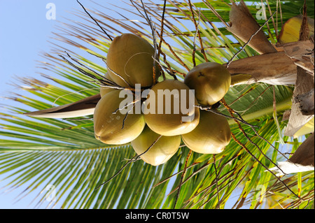 Coco sur un cocotier (Cocos nucifera), République dominicaine, Caraïbes Banque D'Images