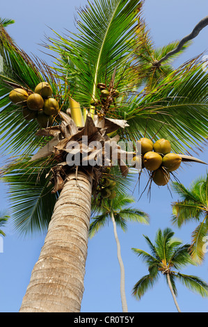 Palm Tree with coco (Cocos nucifera), République dominicaine, Caraïbes Banque D'Images