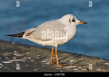 Mouette rieuse (Larus ridibundus), immature, premier hiver, Bonn, Berlin, Germany, Europe Banque D'Images